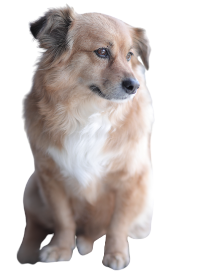 KOSTISHA (ቆስጢሻ) 