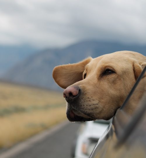 emerson-peters-oBCT3obZ6OY-unsplash