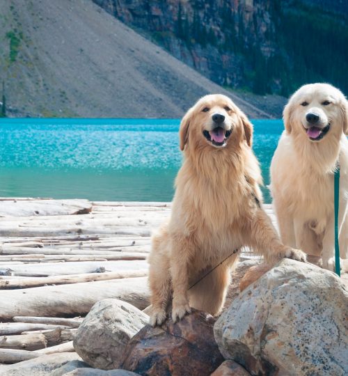 julian-schiemann-tWvrUZNEKVs-unsplash